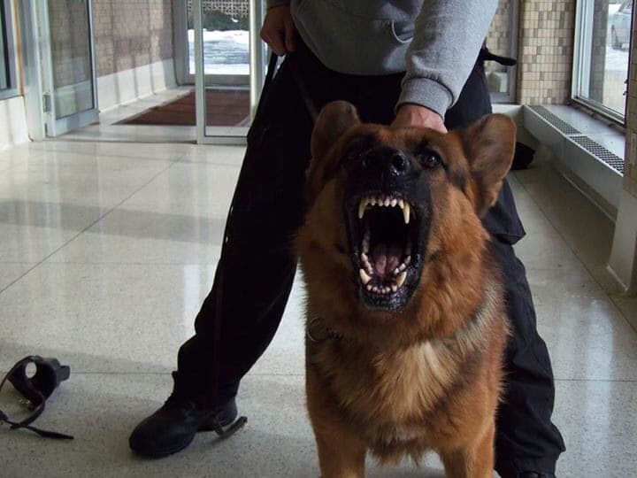 Dozer at work